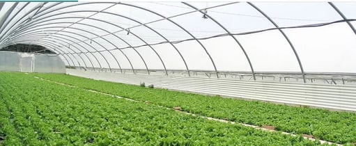 Gothic Arch Polyhouse Construction India — Kexim Commercial Greenhouse Builder