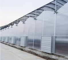 Multi-Span Tunnel Polyhouse Construction India — Kexim Commercial Greenhouse