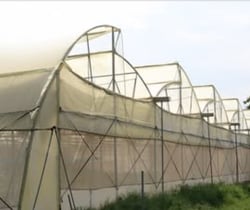 NVPH Naturally Ventilated Polyhouse Construction India — NHB Approved — Kexim