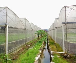 Saw-Tooth Greenhouse Construction India — Passive Cooling Polyhouse — Kexim