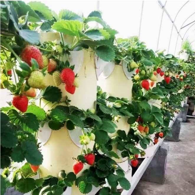Aeroponic Strawberry Tower — Kexim India Hydroponics