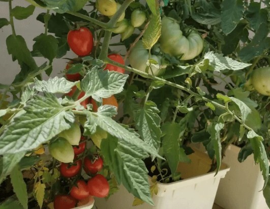 Dutch Bucket Tomato / Capsicum — Kexim India Hydroponics