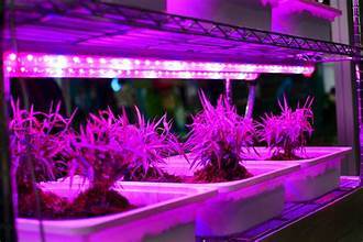 Grow Lights